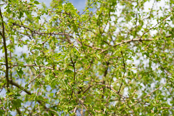 Fototapeta premium Wild apple tree with green leaves and budding flowers in spring 