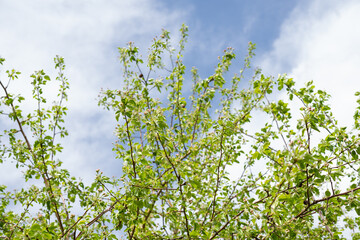 Fototapeta premium Wild apple tree with blossoms under blue sky in spring 