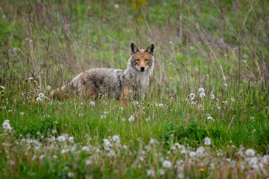 Lone coyote standing in grassland