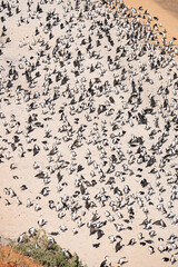 Große Vogelkolonie an australischer Küste aus der Luft fotografiert © Marc