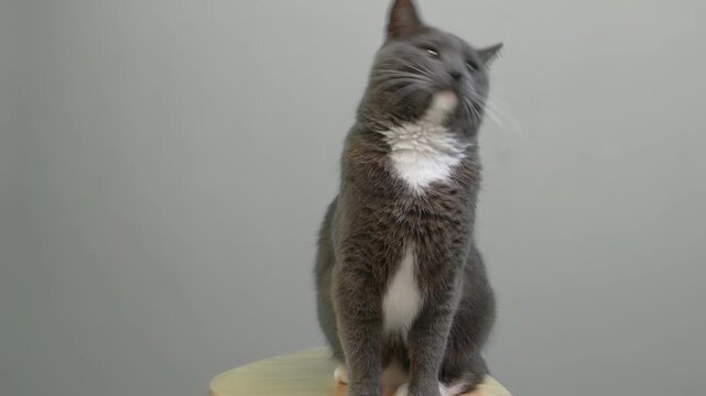 Cat on Gray Background. Gray White Feline Against Neutral Grey Plain Backdrop. Real Shot Cat Isolated is Sitting, Looking Up, Playing. Kitty Cat licks its muzzle. Kitten video. Goods for pets 4K