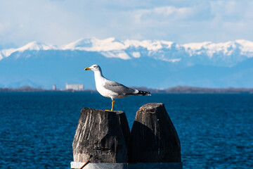 Un gabbiano in piedi su una briccola della laguna di Venezia con le montagne innevate sullo sfondo © Andrea Vismara
