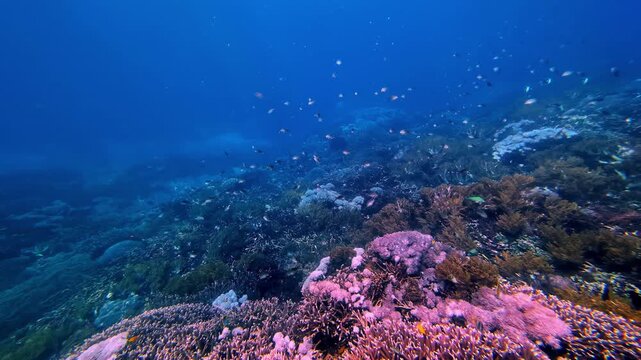 Shallow reefscape in Bali with pastel coral formations, anthias fish and soft blue water gradients. Tropical marine habitat with calm drift diving atmosphere.