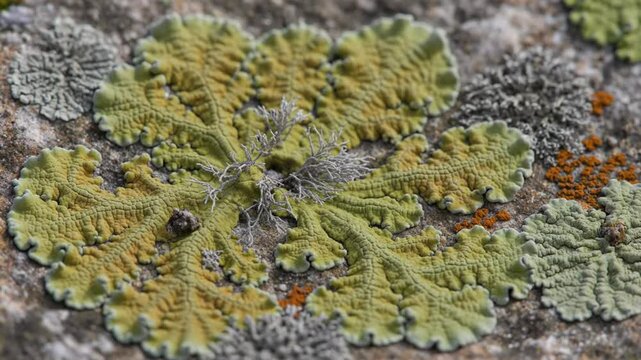 Close-up of vibrant lichen growing on a weathered rock surface with various moss and other plant life