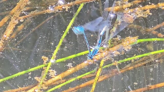 A pair of blue damselflies mating and flapping wings intensely on vegetation by a rice paddy #004

