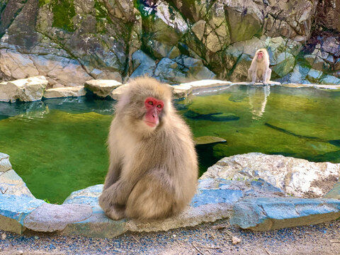 Yamanouchi, Nagano, Japan - April 03, 2020: Group of Japanese Snow Monkeys Bathing Together in the Hot Spring at Jigokudani Monkey Park