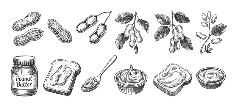 Vintage engraving vector set of peanut butter and nuts with jar, sandwich, roots, leaves, and shelled peanuts.