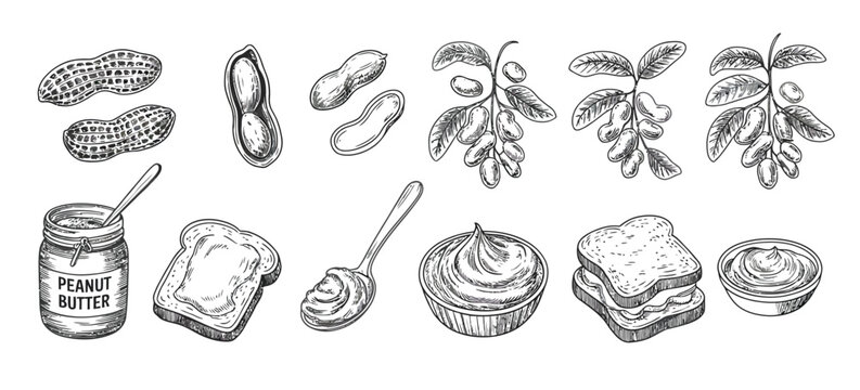 Peanut butter and nut illustration set in vintage black and white engraving style featuring jar, sandwich, and plant elements.