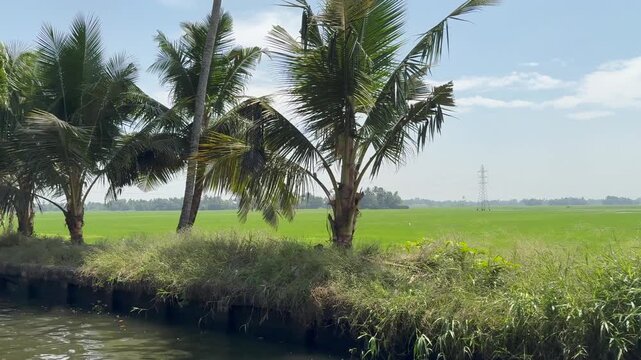 Palm tree river shore in Alappuzha,Sightseeing boat tour along river shores of Alappuzha