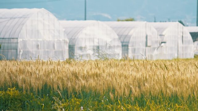 Natural Background of Wheat Field in Countryside