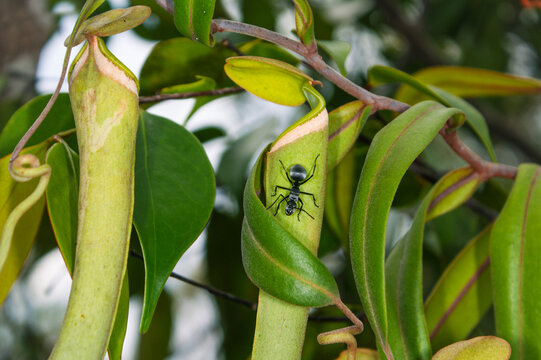 Black drummer ant on the pitcher of Nepenthes albomarginata pitcher plant in Borneo