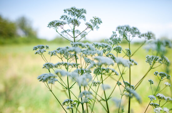 Echter Baldrian, Valeriana officinalis,
