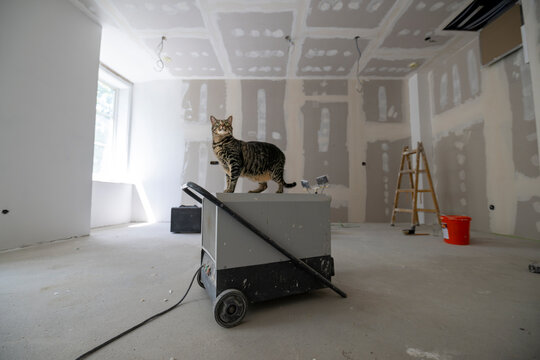 Large unfinished interior space during drywall renovation and a corious tabby cat is on the dryer equipment