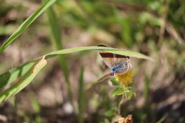 Gros plan macro d'un papillon azuré posé sur une petite fleur jaune dans l'herbe © InsignaStockPictures