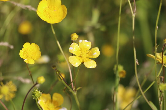 Gros plan sur des fleurs sauvages de bouton d'or jaune dans une prairie printani&egrave;re ensoleill&eacute;e