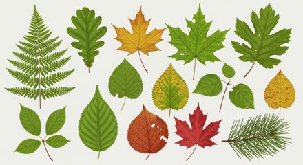 Fototapeta premium Realistic green and autumn tree leaf set.