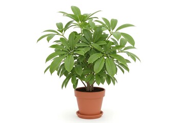 Fototapeta premium Lush green potted plant with broad leaves thriving indoors isolated on white background
