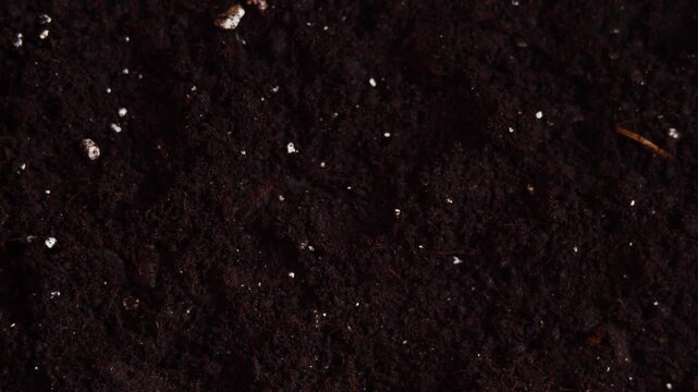 Close-up of dark gardening soil rotating slowly, emphasizing texture, freshness, agricultural quality. Perfect for planting tutorials, farming projects, botanical design content