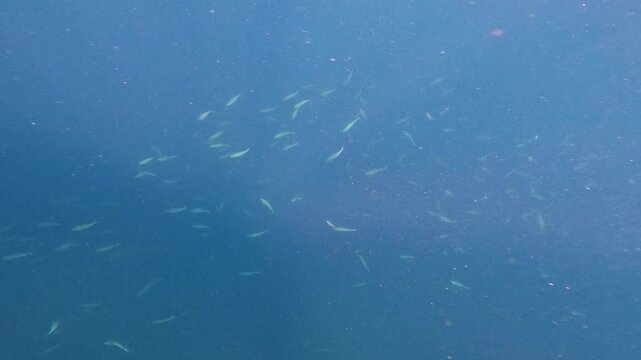 a small school of fish against the backdrop of the deep blue ocean with rays of sun