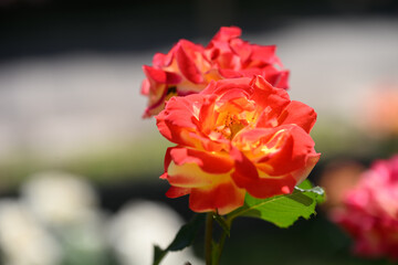 Naklejka premium ローズガーデン 薔薇