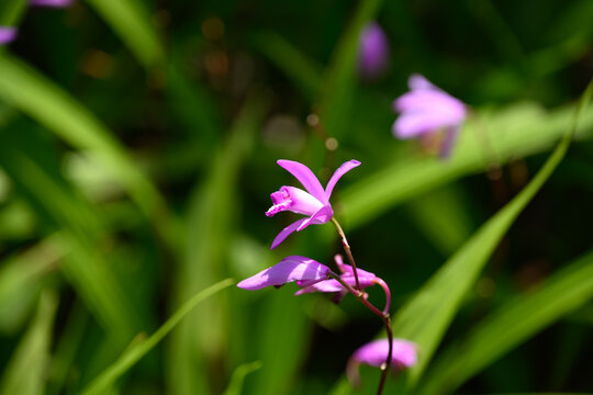 シランの花