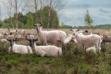 Obraz premium Heidschnucken Sheep Resting in Natural Moorland Habitat Germany - Peaceful flock of traditional Heidschnucken sheep resting in a scenic moorland habitat in northern Germany.