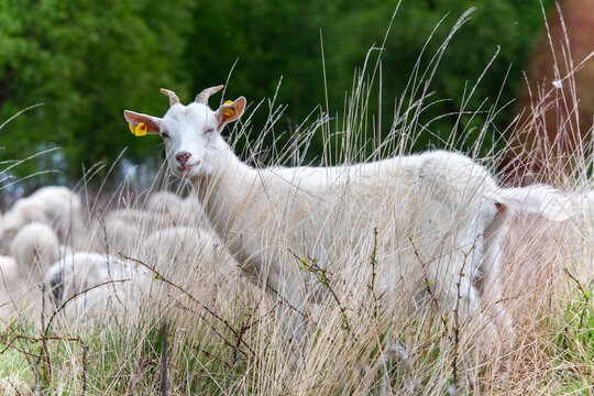 Funny Winking White Goat in Natural Moor Landscape - Funny white goat winking into the camera while standing in tall grass in a peaceful moor landscape.