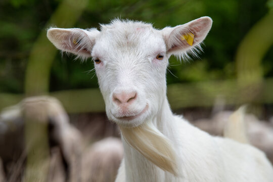 Funny White Goat Portrait With Beard and Smile - Funny white goat with long beard and charming facial expression photographed in natural surroundings.