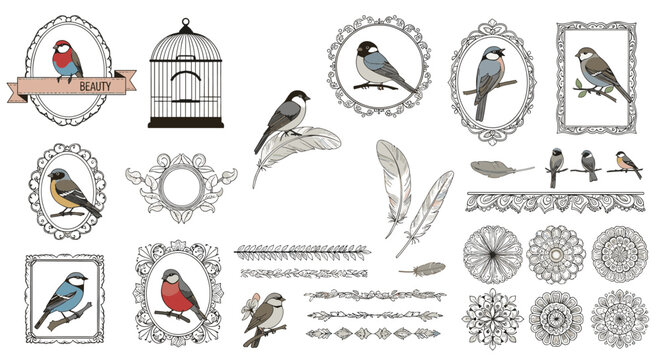 Vintage style collection of bird illustrations in frames with feathers and birdcage for classic design projects.