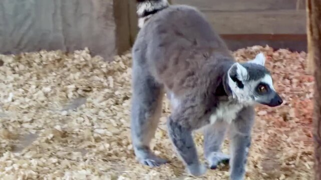Ring-tailed lemur looking at camera and walking away in zoo enclosure