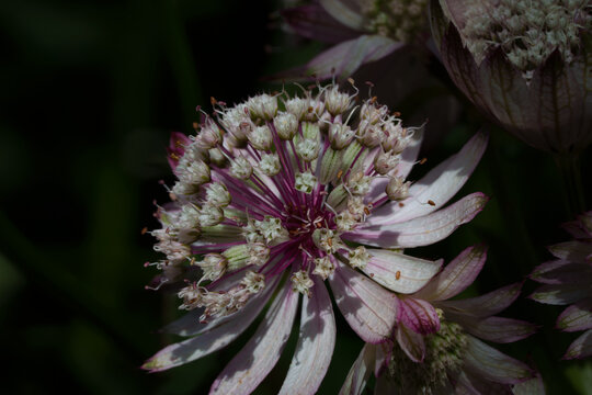 Atmospheric macro closeup of Astrantia major, also known as great masterwort, with delicate star shaped flowers.