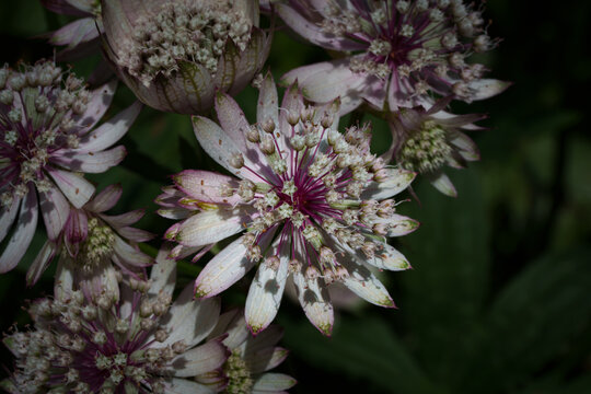 Atmospheric macro closeup of Astrantia major, also known as great masterwort, with delicate star shaped flowers.