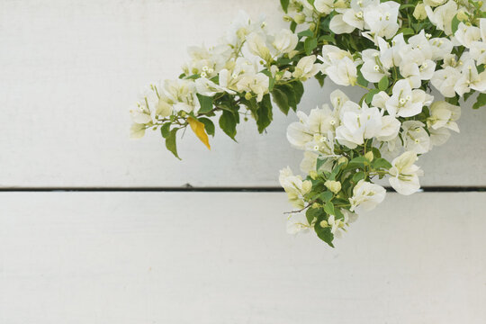 Bougainvillea white flowers background textures, blooming flowers, Bougainvillea White Cascade  is a striking ornamental plant known for its vibrant white, papery bracts that surround small, typically
