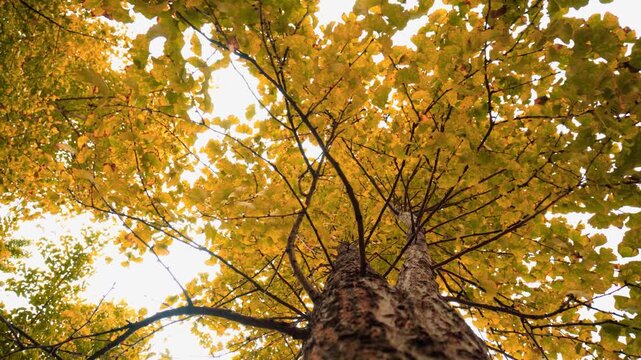 Low angle view of a tall ginkgo tree with vibrant yellow autumn leaves