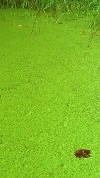 A swamp overgrown with duckweed in a deep forest. A pond in a dense deep forest is overgrown with duckweed. Wild untouched nature. Camera movement.