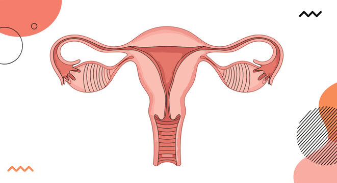 Anatomical illustration of the female reproductive system shows the uterus ovaries and fallopian tubes against a modern background.