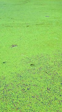 A swamp overgrown with duckweed in a deep forest. A pond in a dense deep forest is overgrown with duckweed. Wild untouched nature. Camera movement.