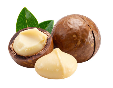 Premium Raw White Macadamia Nuts Whole and Halves with Shells Isolated on White Background
