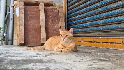 TNR program feral orange tabby cat lying down by an urban storefront shutter door © OvidiuDaniel