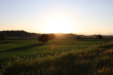 Scenic Sunset Over a Rolling Green Agricultural Field and Countryside © UMIT