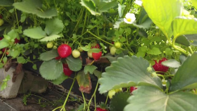 red currant bush
