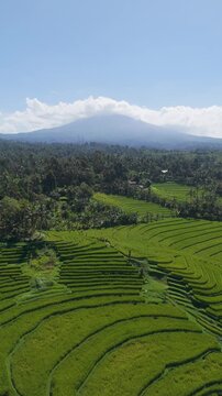 Drone footage of rice terraces growing abundantly in the mountains of Pupuan village, Tabanan, Bali, Indonesia.