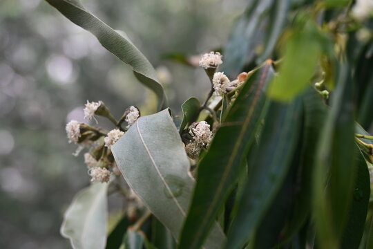 weeping lilli pilli tree