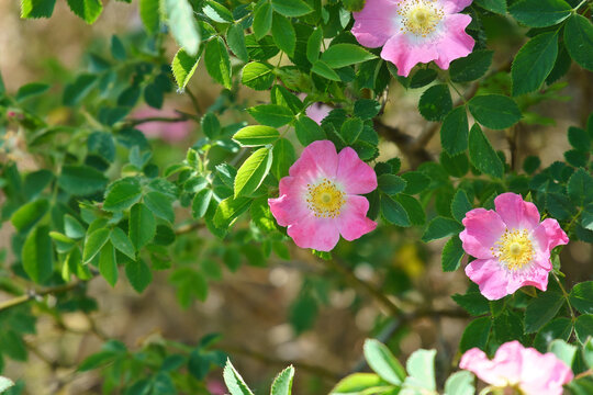 Blooming pink wild roses in a sunny summer garden