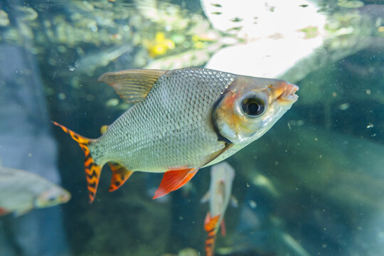 Flagtailed prochilodus fish swimming in a large indoor aquarium tank closeup.