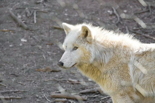 Light arctic wolf in profile against a natural forest floor