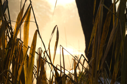 Golden sunbeams in autumnal reeds at sunrise