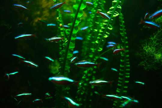 Wide shot of a colorful red neon tetra swarm between green water plants | Paracheirodon axelrodi