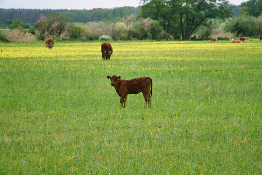 Brown calf on a vast green pasture in summer
