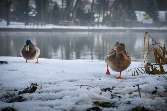 Mallards in the snow on the lake shore, in diffuse light.